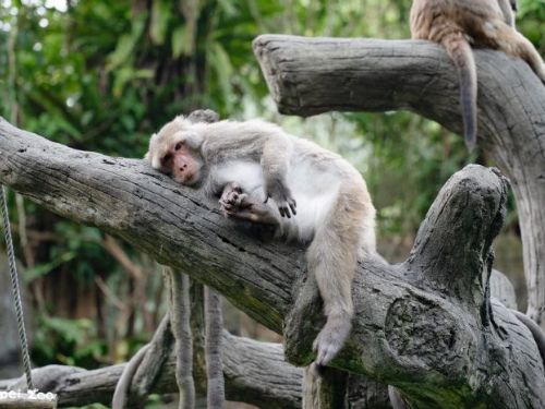 臺北市立動物園7月2日重新開園，10天全面整備迎接暑假歡樂人潮